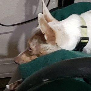 Meet your Posher, Dawn